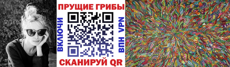 Купить Терек Галлюциногенные грибы Psilocybe